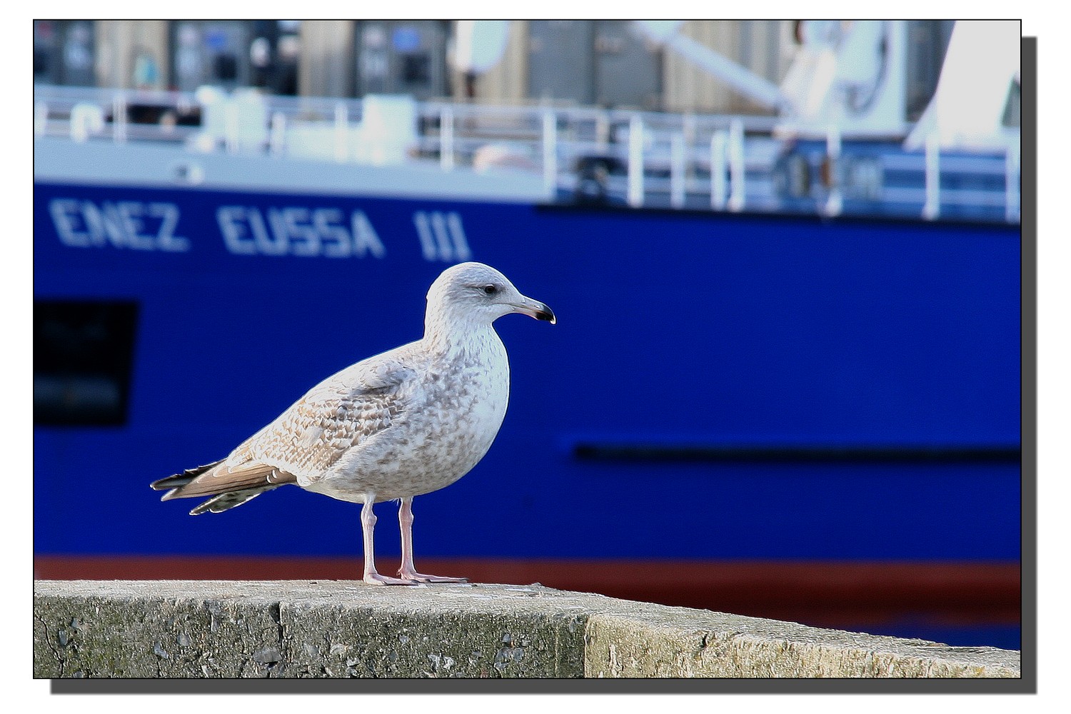 Goeland - Brest - 2008