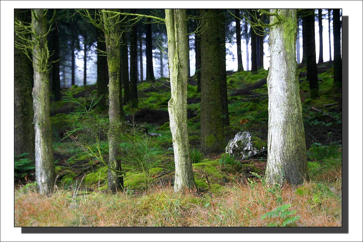 Août 2009 - Lopérec - Morenn - Brumes