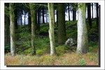 Août 2009 - Lopérec -Morenn - Brumes