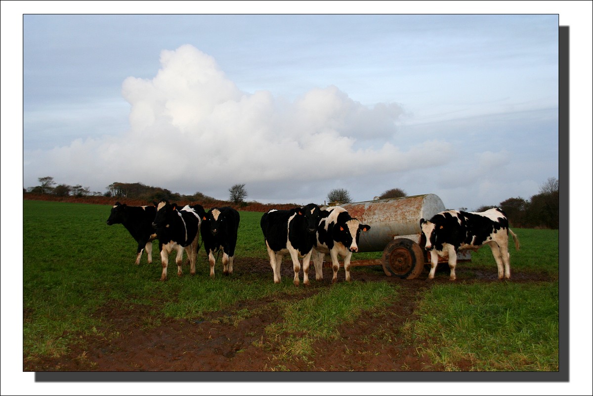 Vaches - Lopérec - Novembre 2009