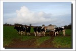 Vaches - Lopérec