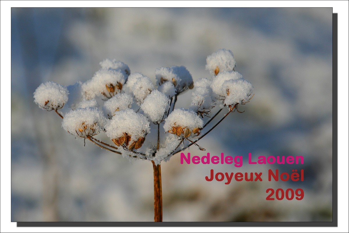 Joyeux Noël
