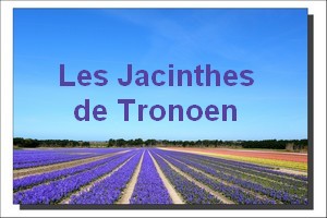 Les Jacinthes de Tronoen - 8 Avril 2010