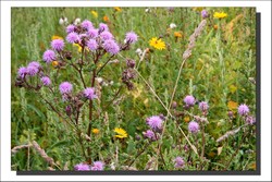 Fleurs des Champs