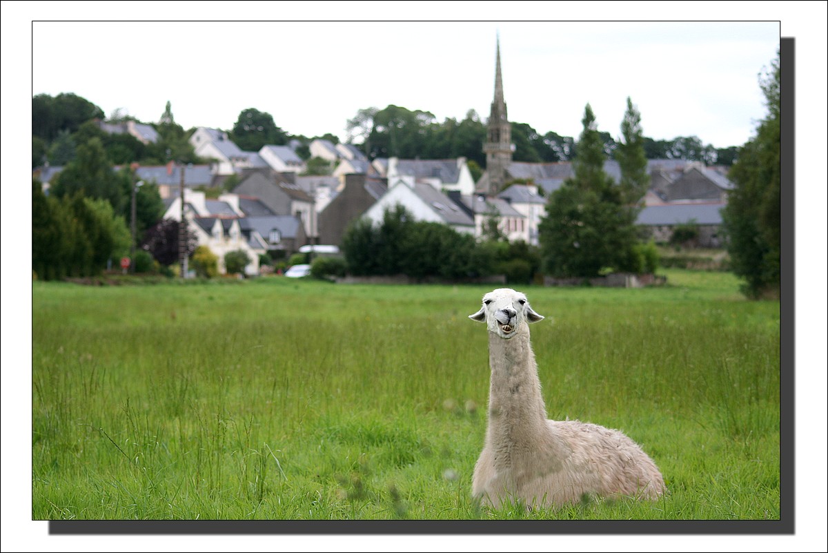Dans la campagne Lopérécoise...un Lama !