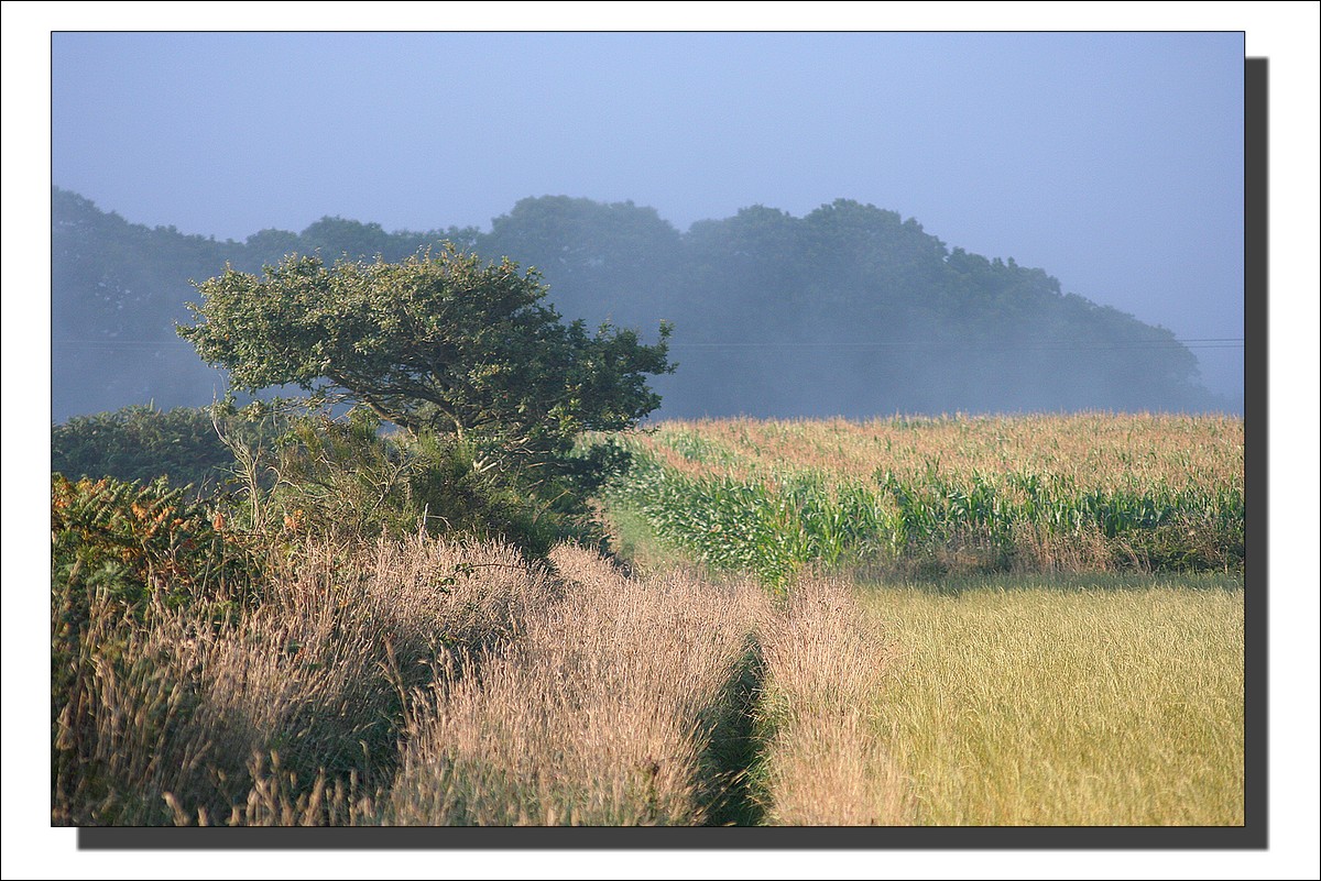 Matin