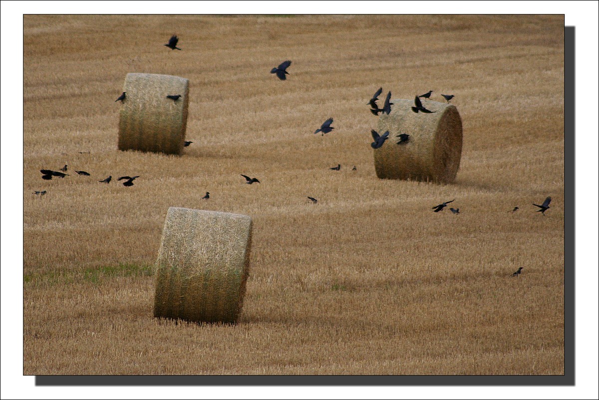 Après la Moisson, les corbeaux...