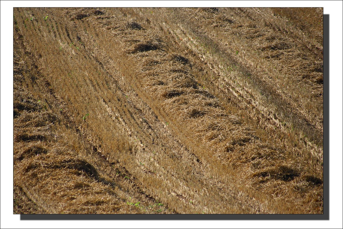 Après la Moisson, Paille