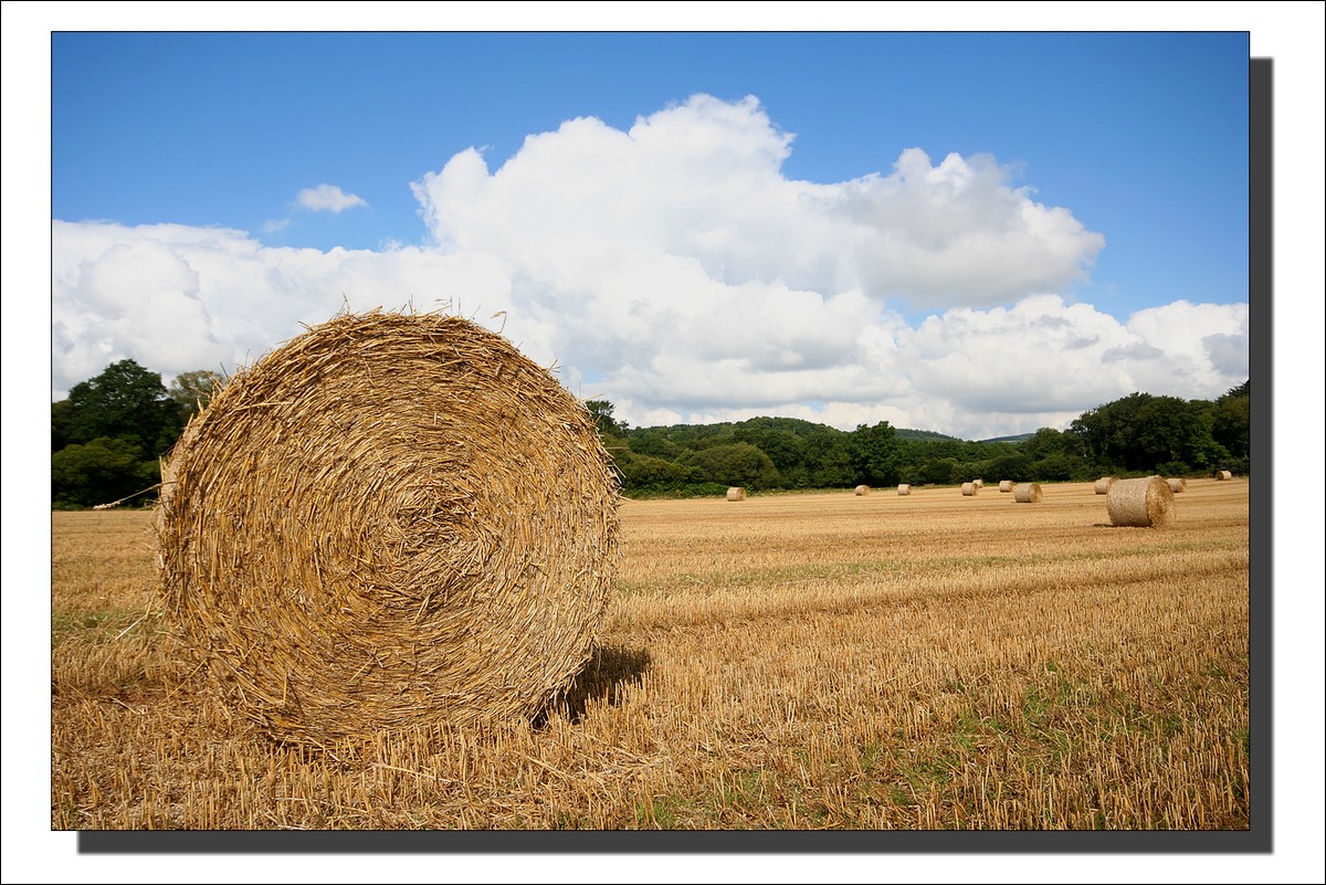 Rouleaux de Paille
