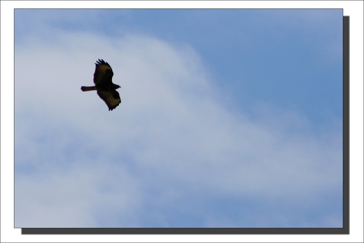 Rapace dans le ciel de Lopérec