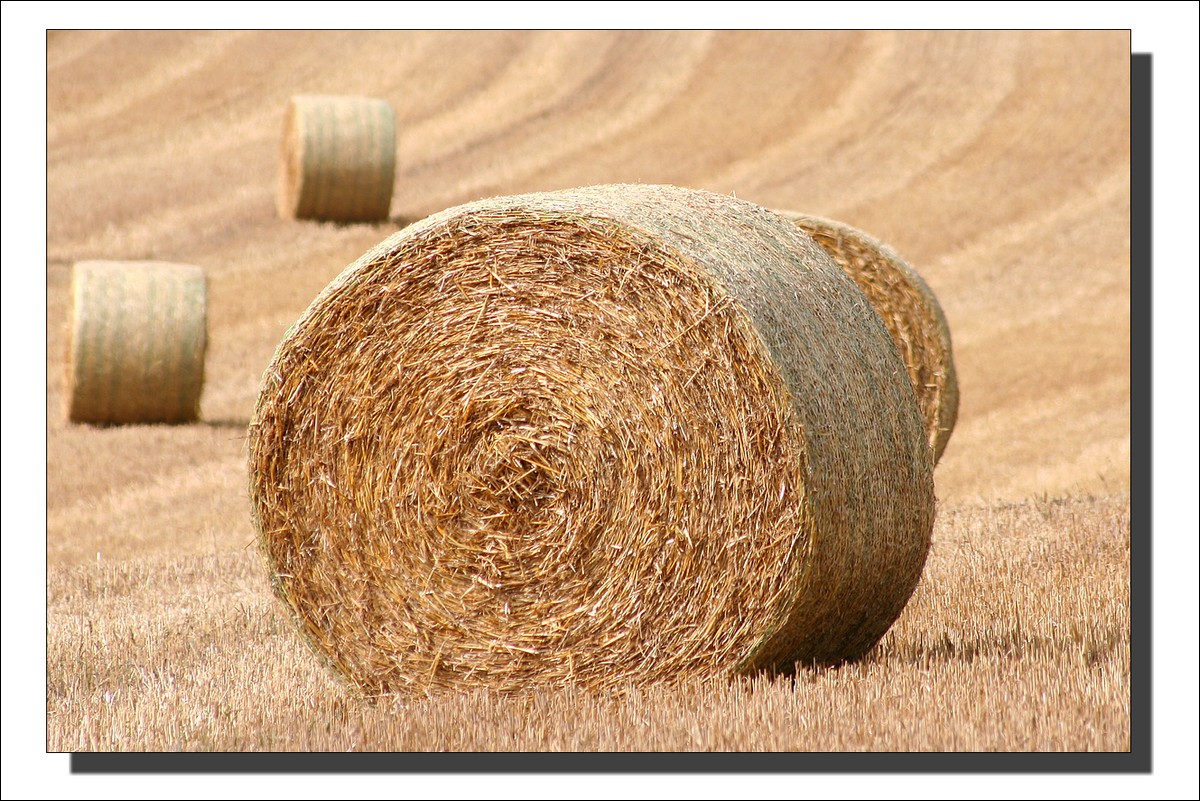 Rouleaux de Paille