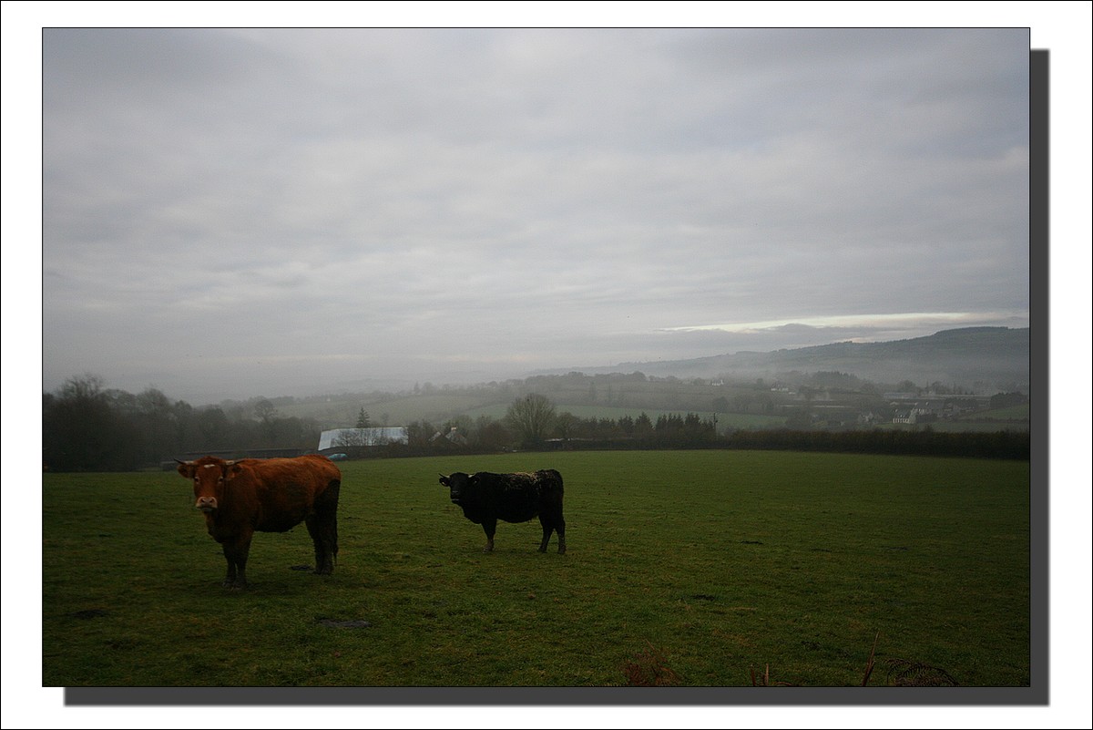 Vaches de temps...