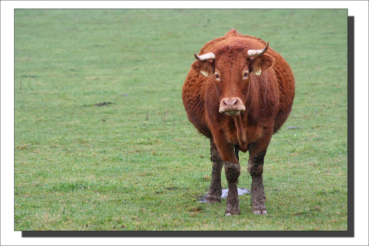 Vaches de temps...