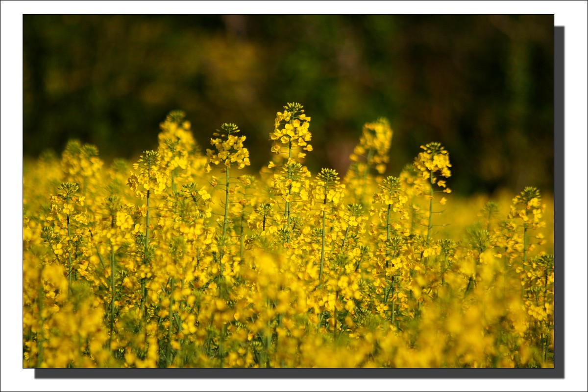 Le Printemps dans les champs