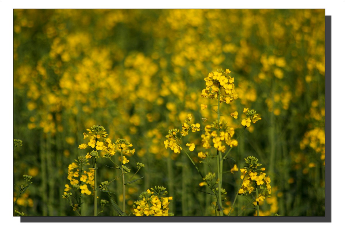Le Printemps dans les champs