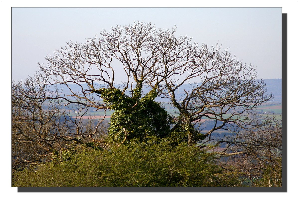 Comme un arbre