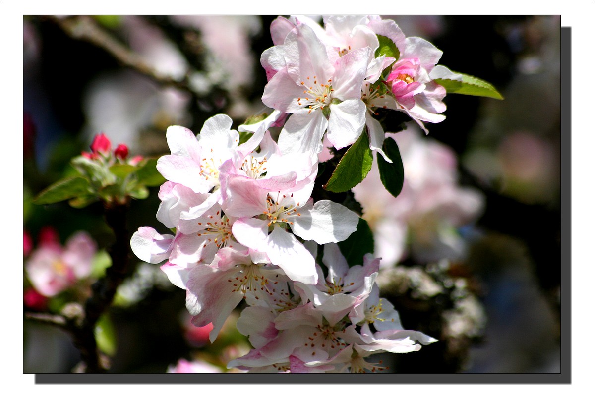 Fleurs de Pommier