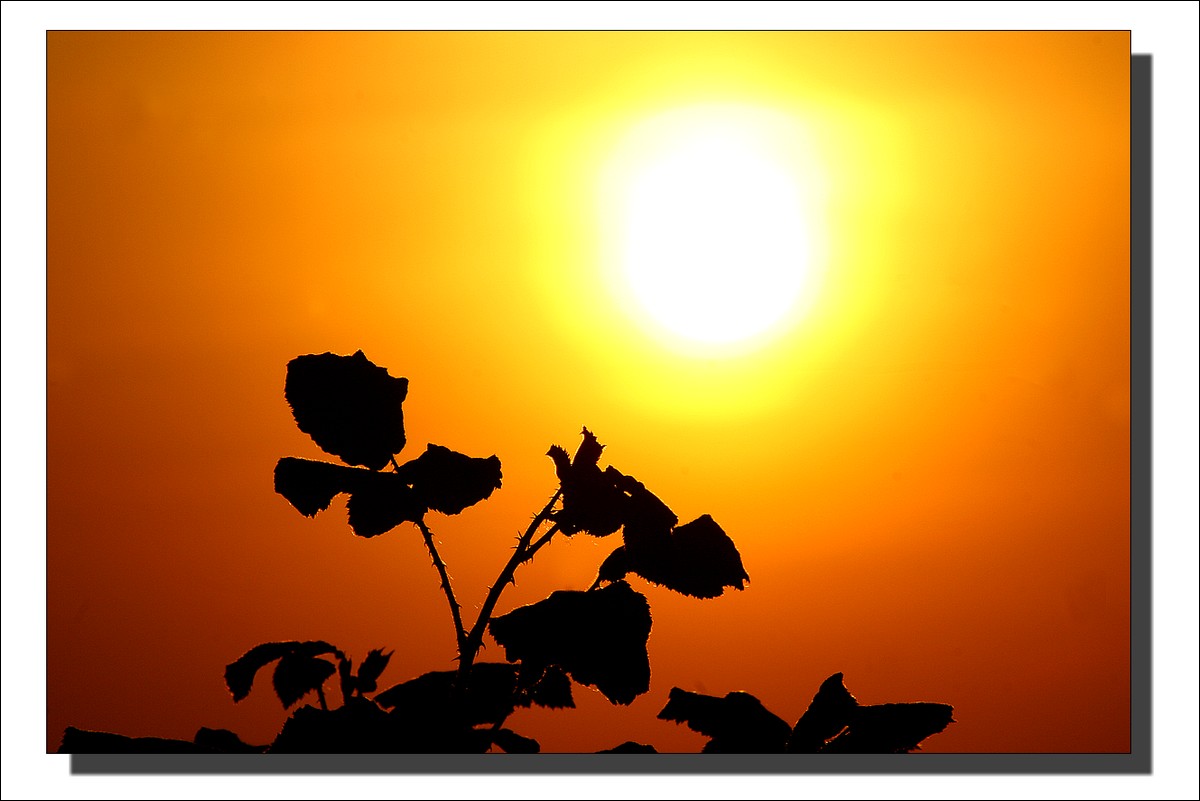 Fleur de Soleil
