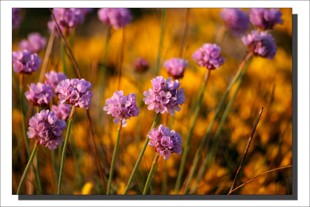Les Fleurs de la Pointe de Pen Hir
