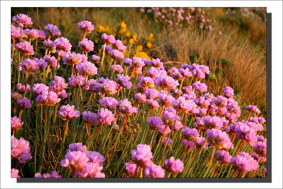 Les Fleurs de la Pointe de Pen Hir