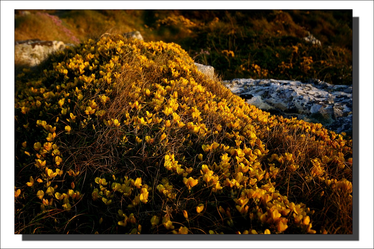 Les Fleurs de la Pointe de Pen Hir