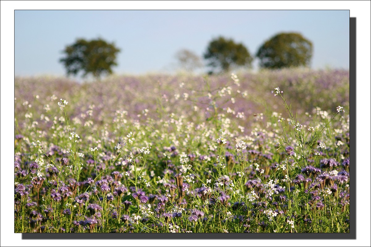 Dans un champ de fleurs...