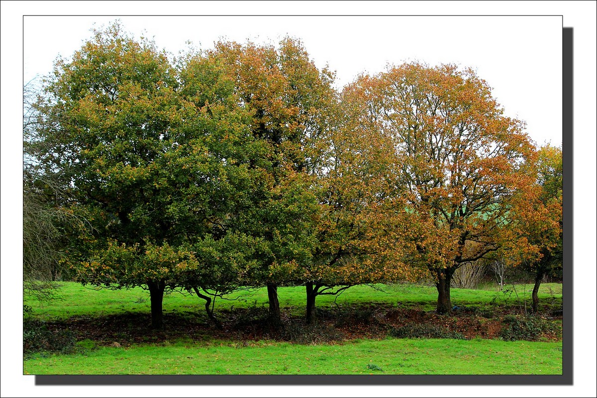 Lopérec - Tyrbourg - La Fin de l'Automne...