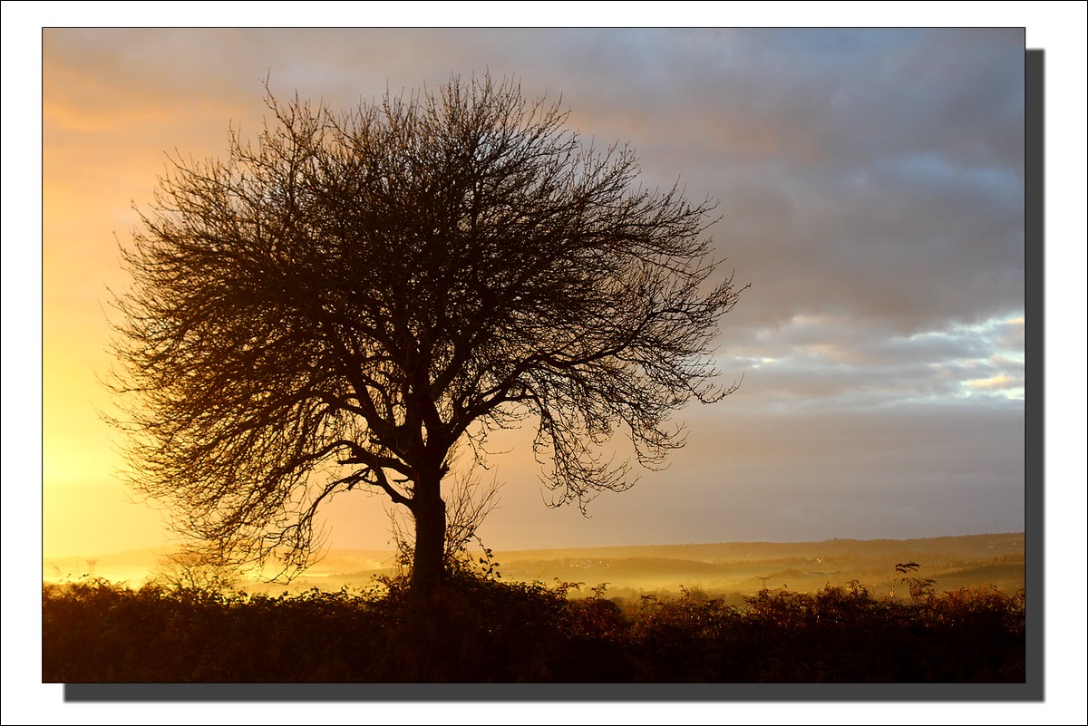 Danse avec mon arbre