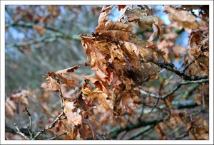 Dernières feuilles