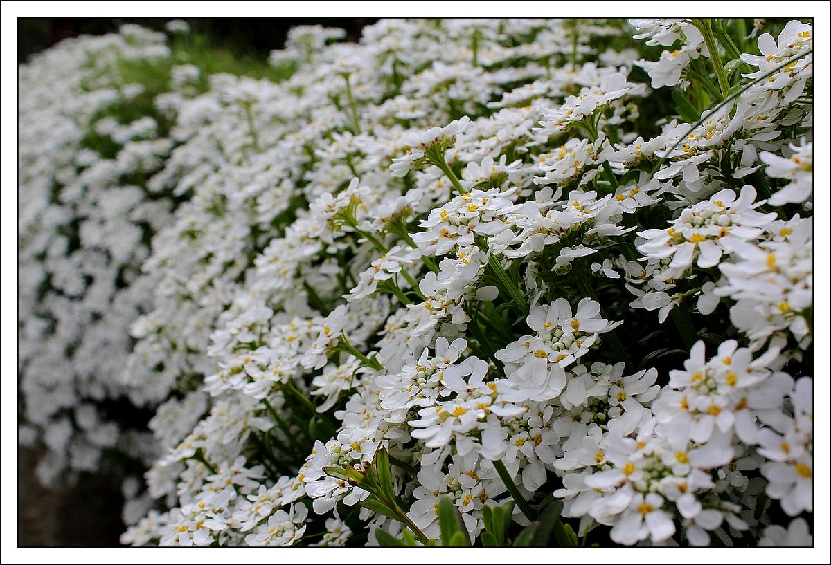 Lopérec, pluie sur les fleurs de printemps