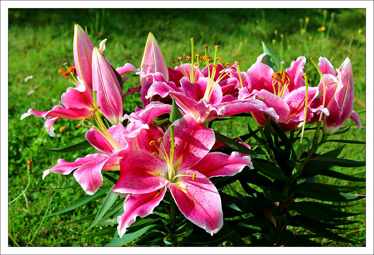 Lopérec - Les Fleurs de mon Jardin - Lys