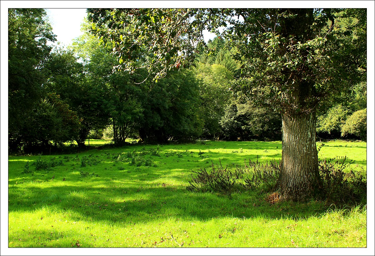 Dans les Prairies Humides...