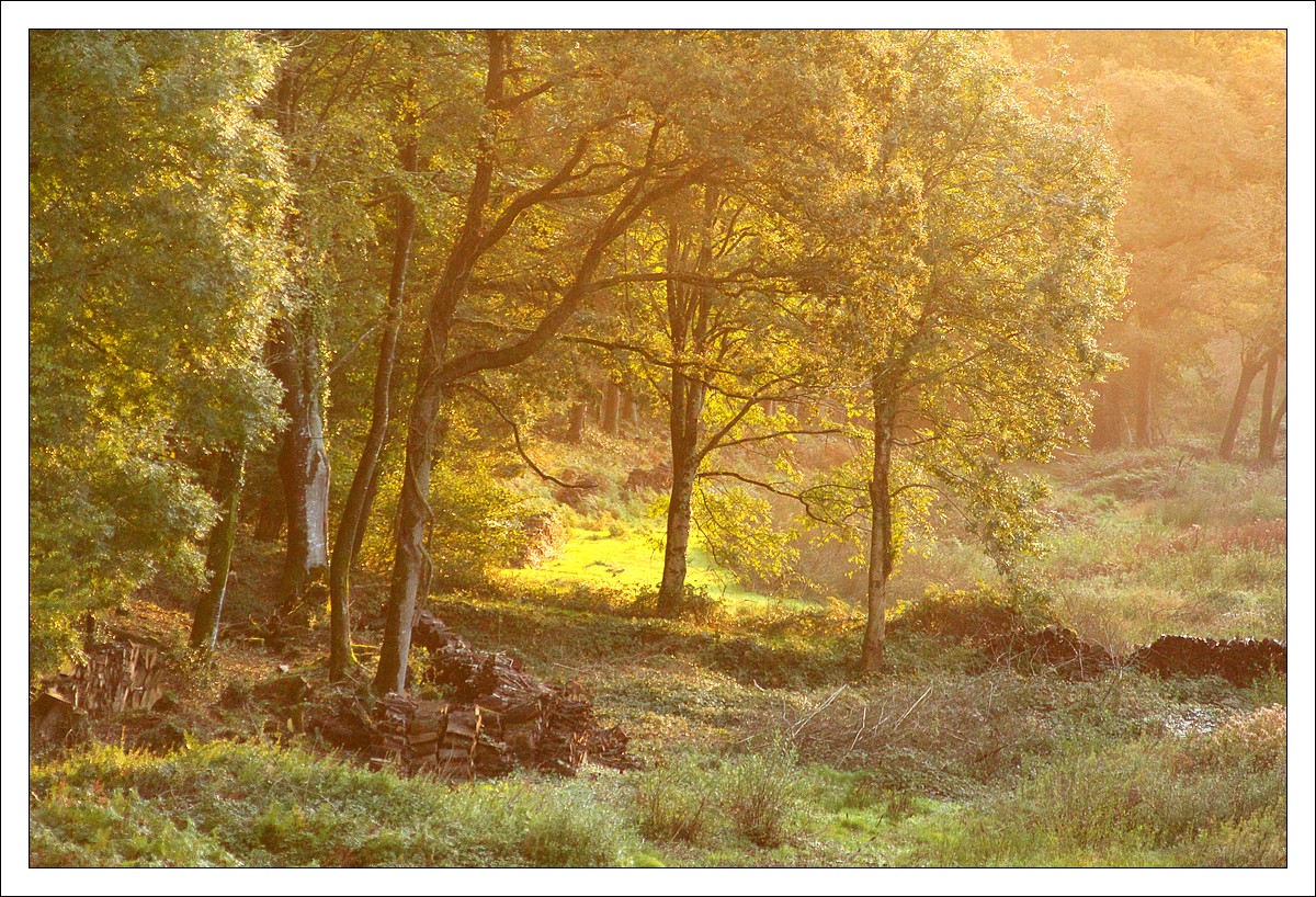 A l'Orée du Bois de Véridy