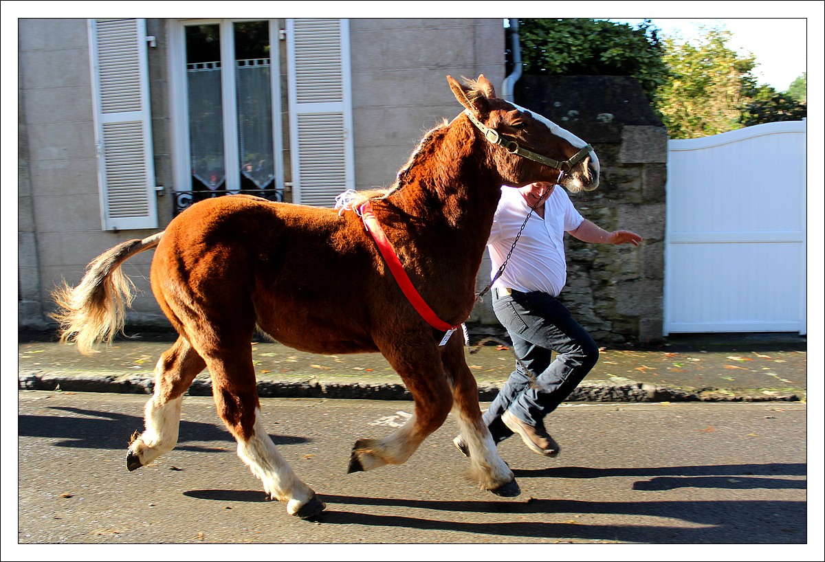 Carhaix - Foire aux Chevaux