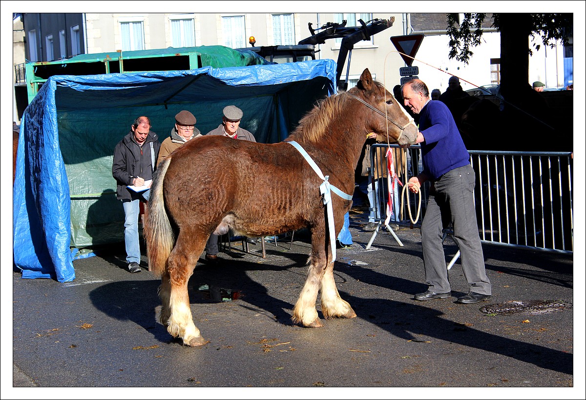 Carhaix - Foire aux Chevaux
