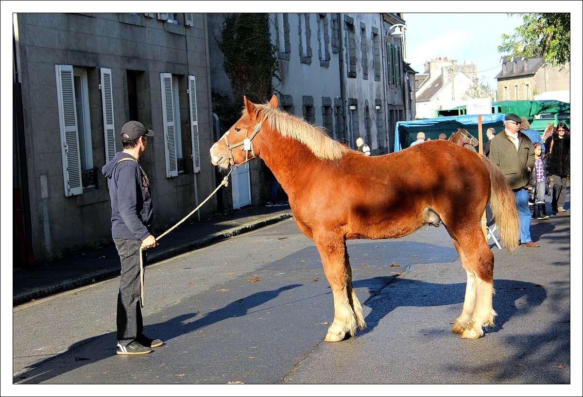Carhaix - Foire aux Chevaux