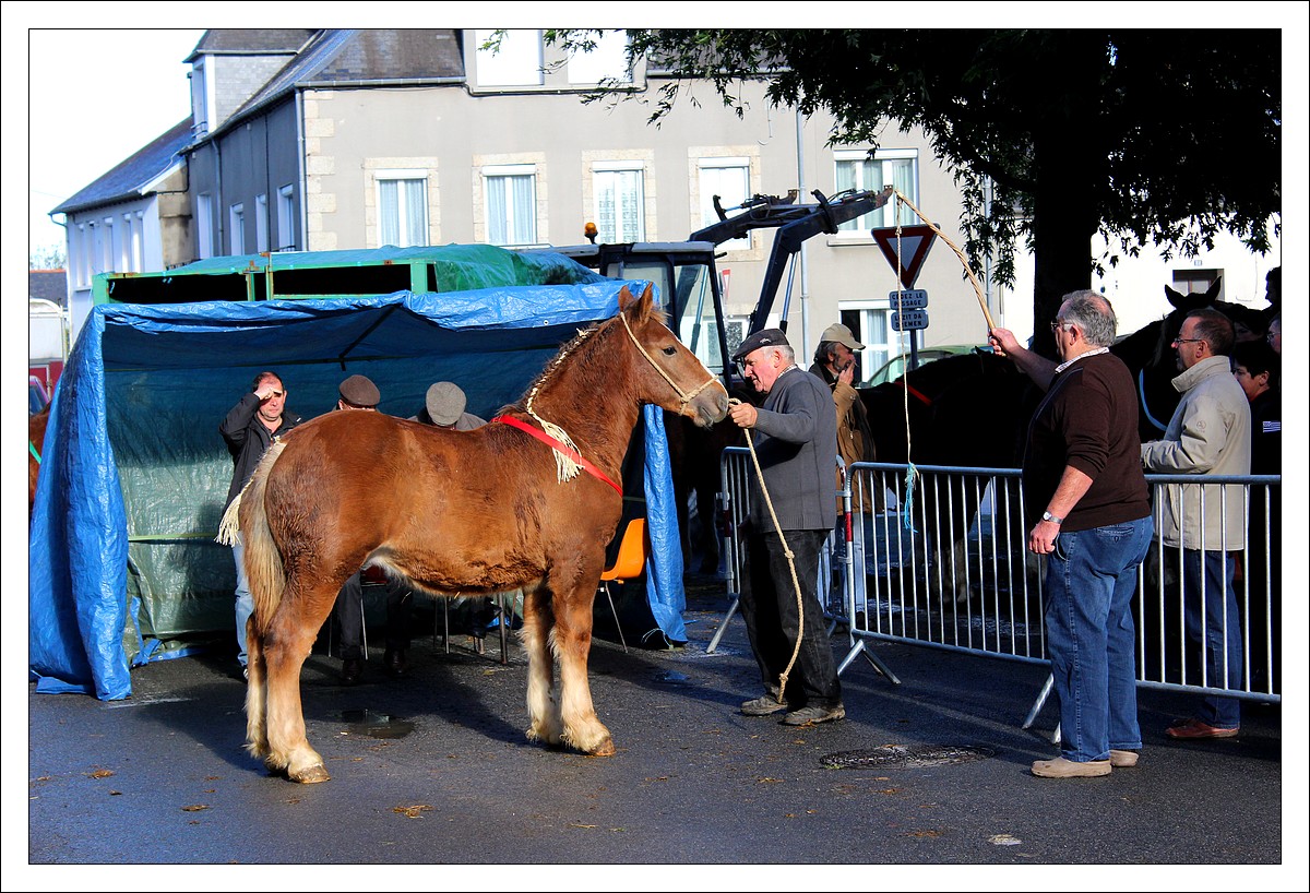 Carhaix - Foire aux Chevaux