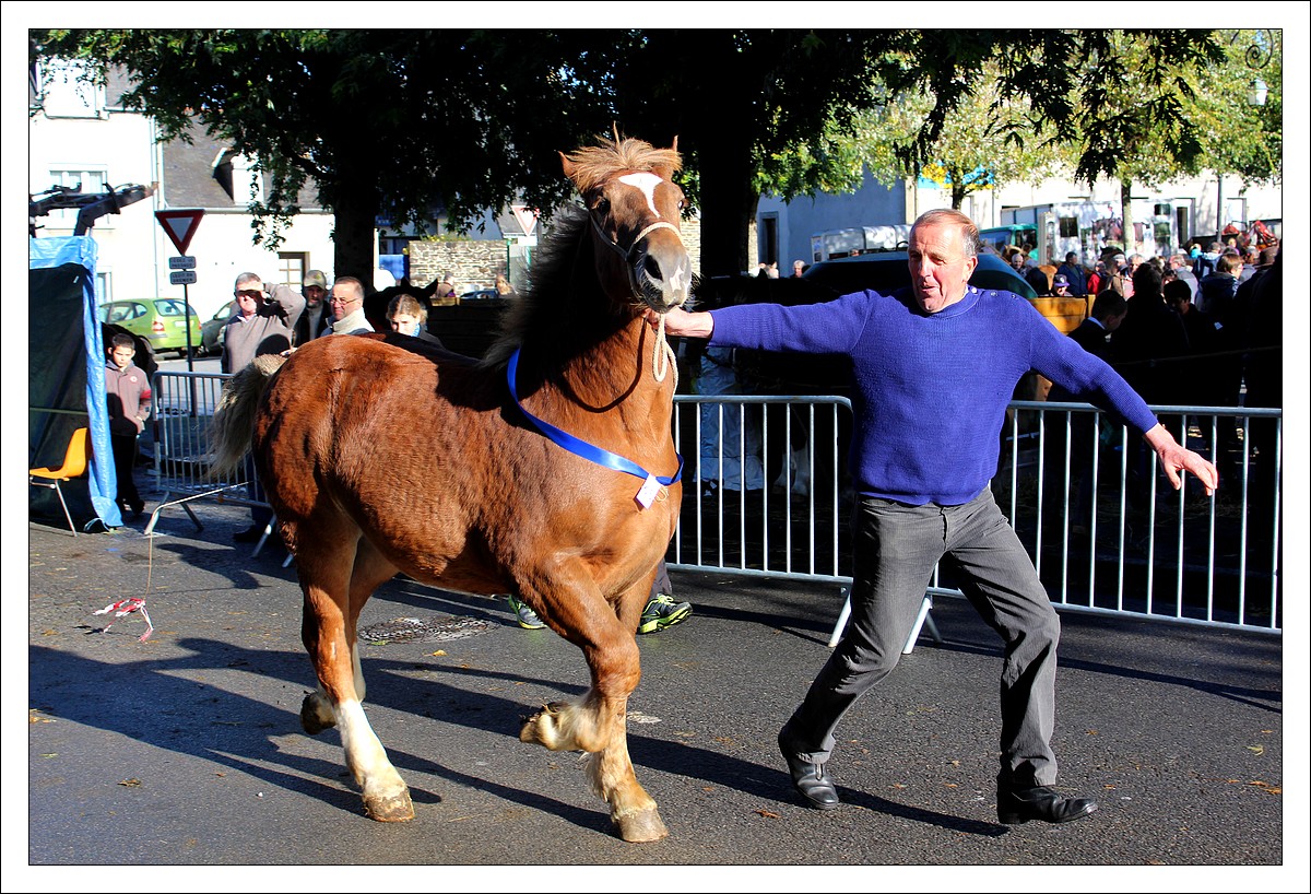 Carhaix - Foire aux Chevaux