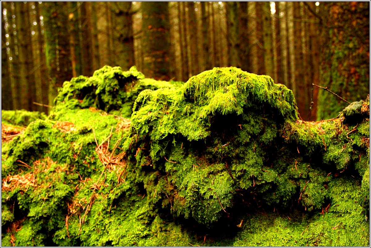 Dans les Bois de Keranna