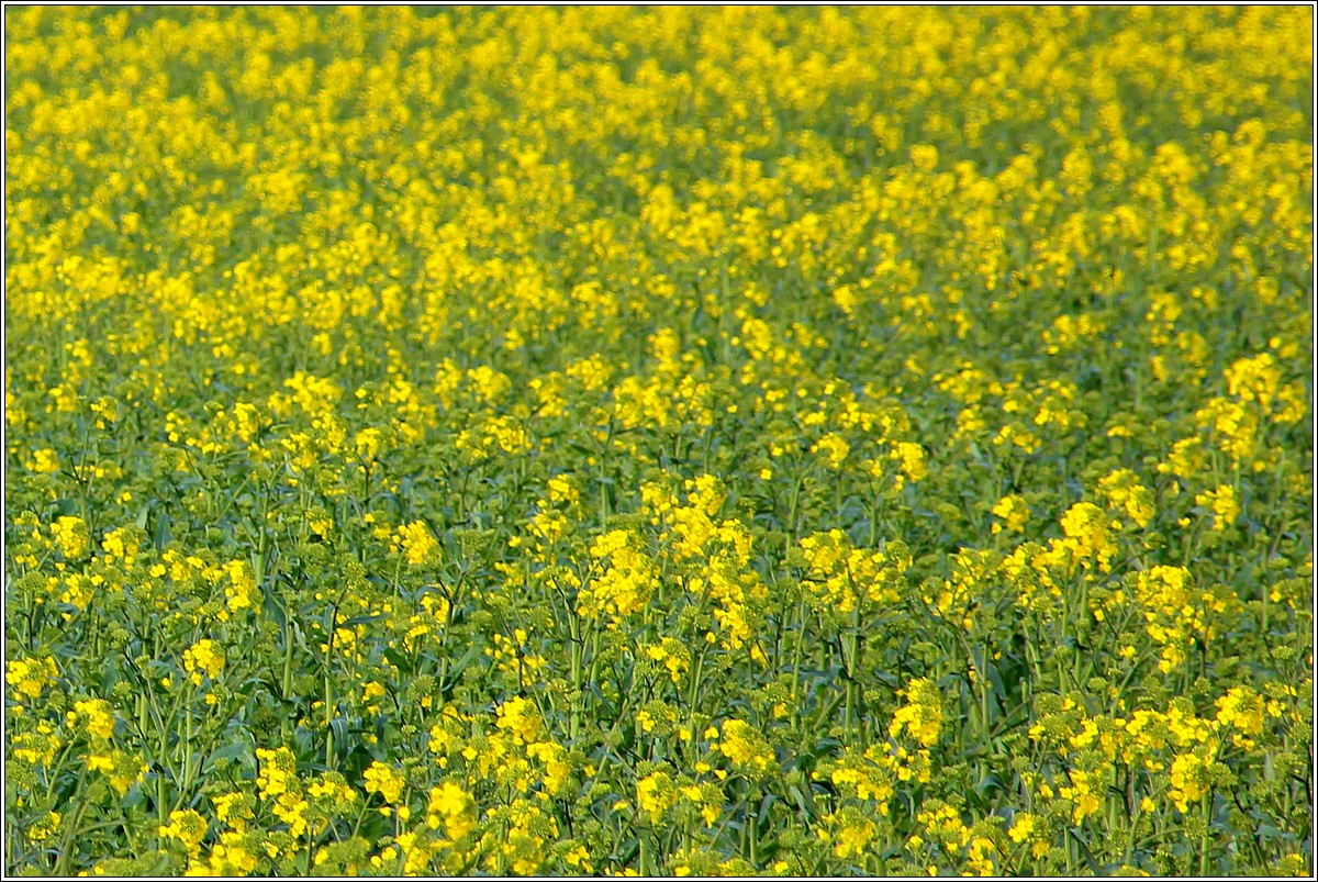 Lueur de Printemps sur Lopérec