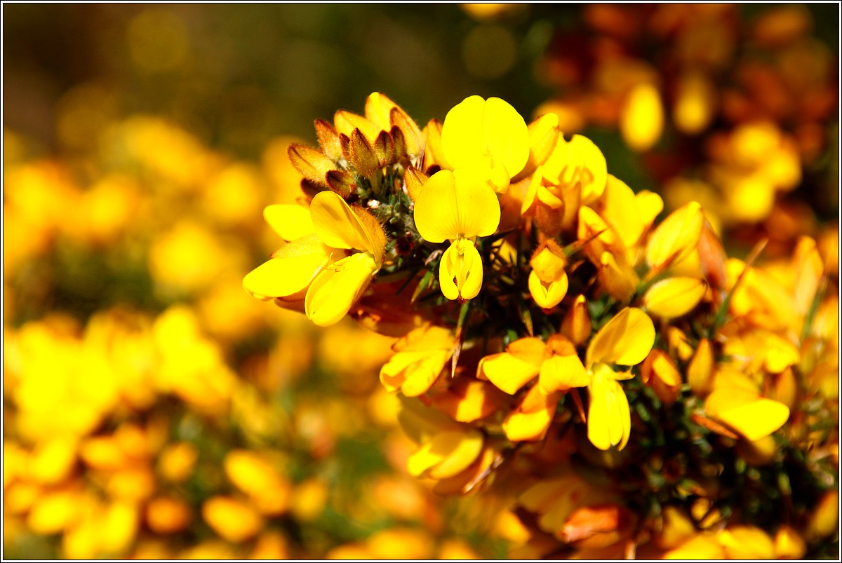 Couleurs de Printemps