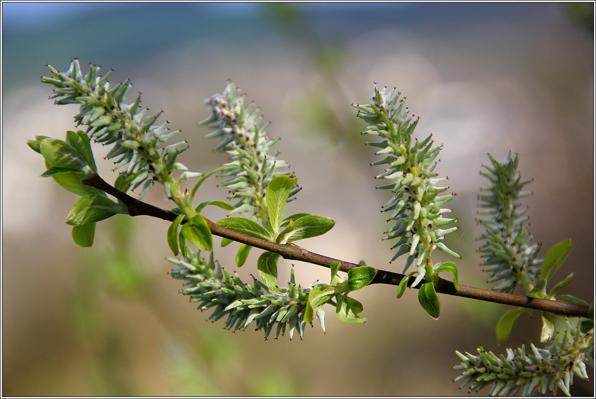 Lueur de Printemps sur Lopérec