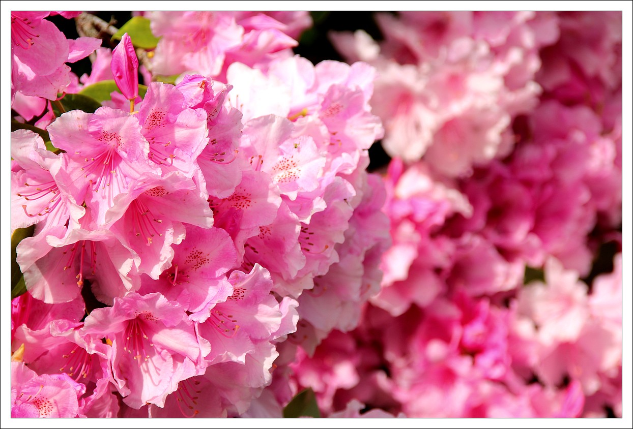 Lopérec - Joli mois de Mai - Rhododendron