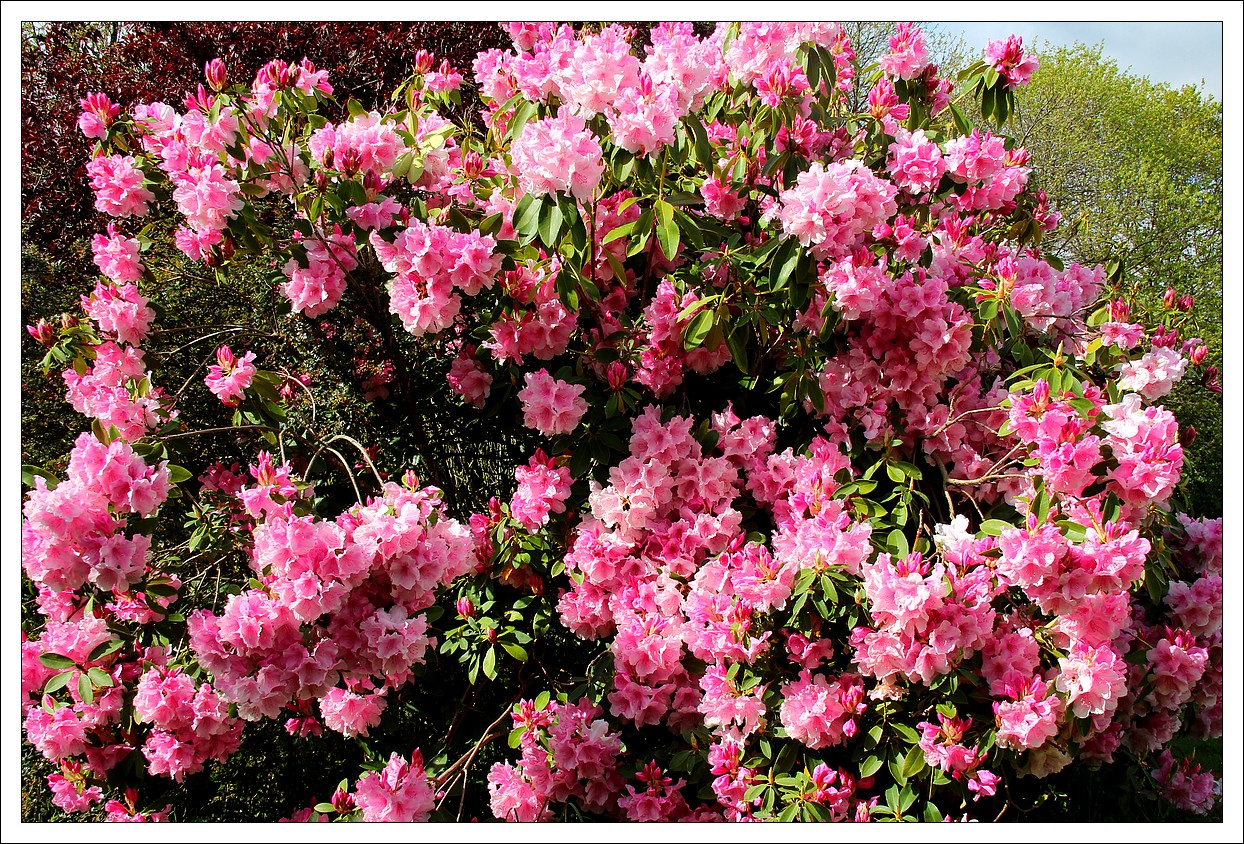 Lopérec - Joli mois de Mai - Rhododendron
