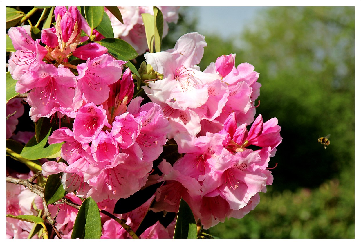 Lopérec - Joli mois de Mai - Rhododendron
