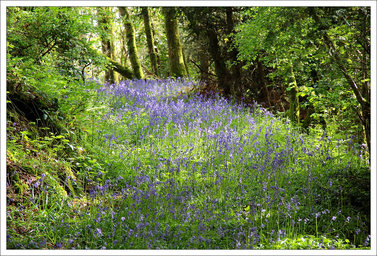 Dans les Chemins de Lopérec, Fleurs de Printemps