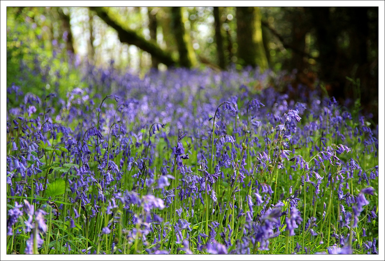 Dans les Chemins de Lopérec, Fleurs de Printemps