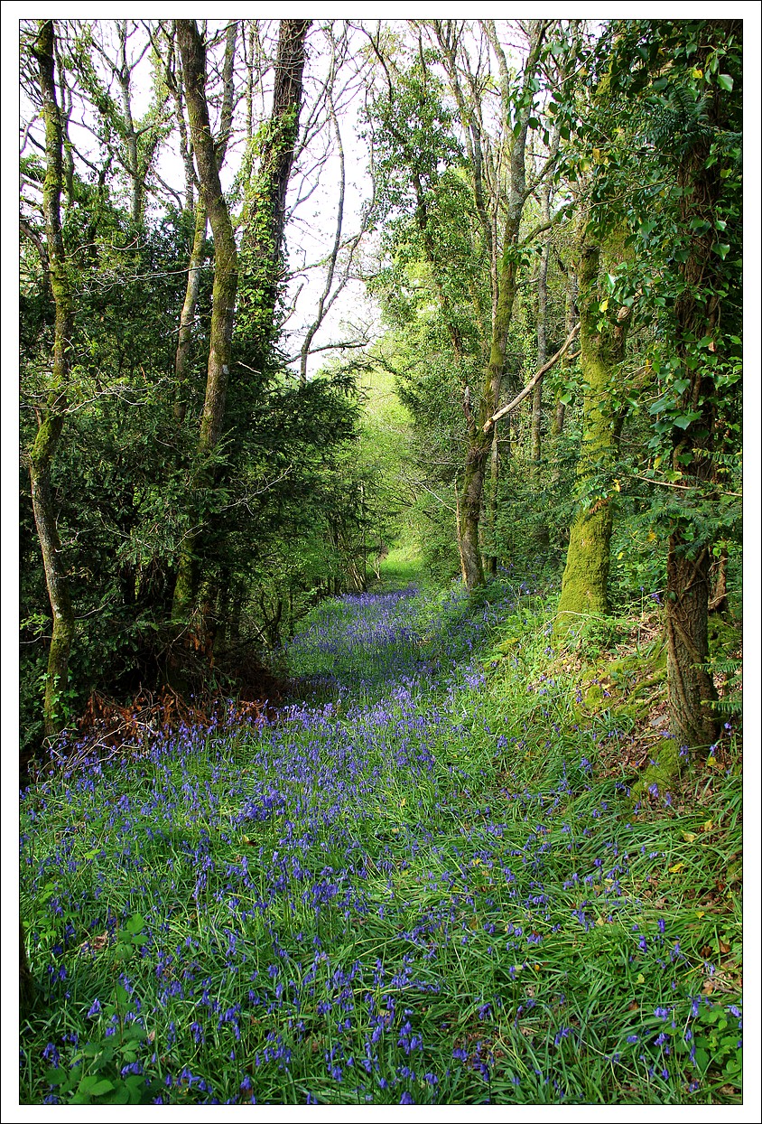 Dans les Chemins de Lopérec, Fleurs de Printemps
