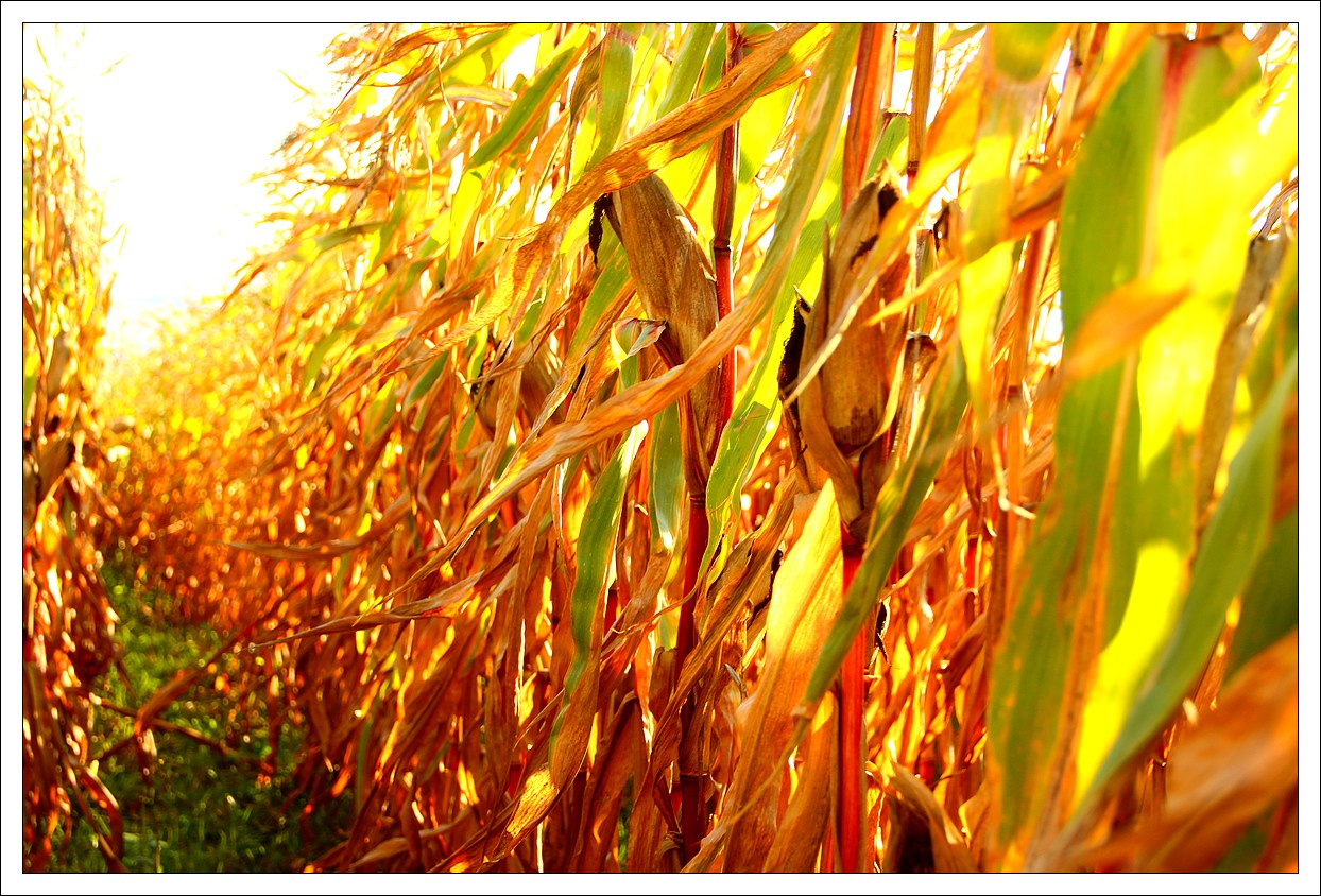 Lopérec, Couleurs des Champs...