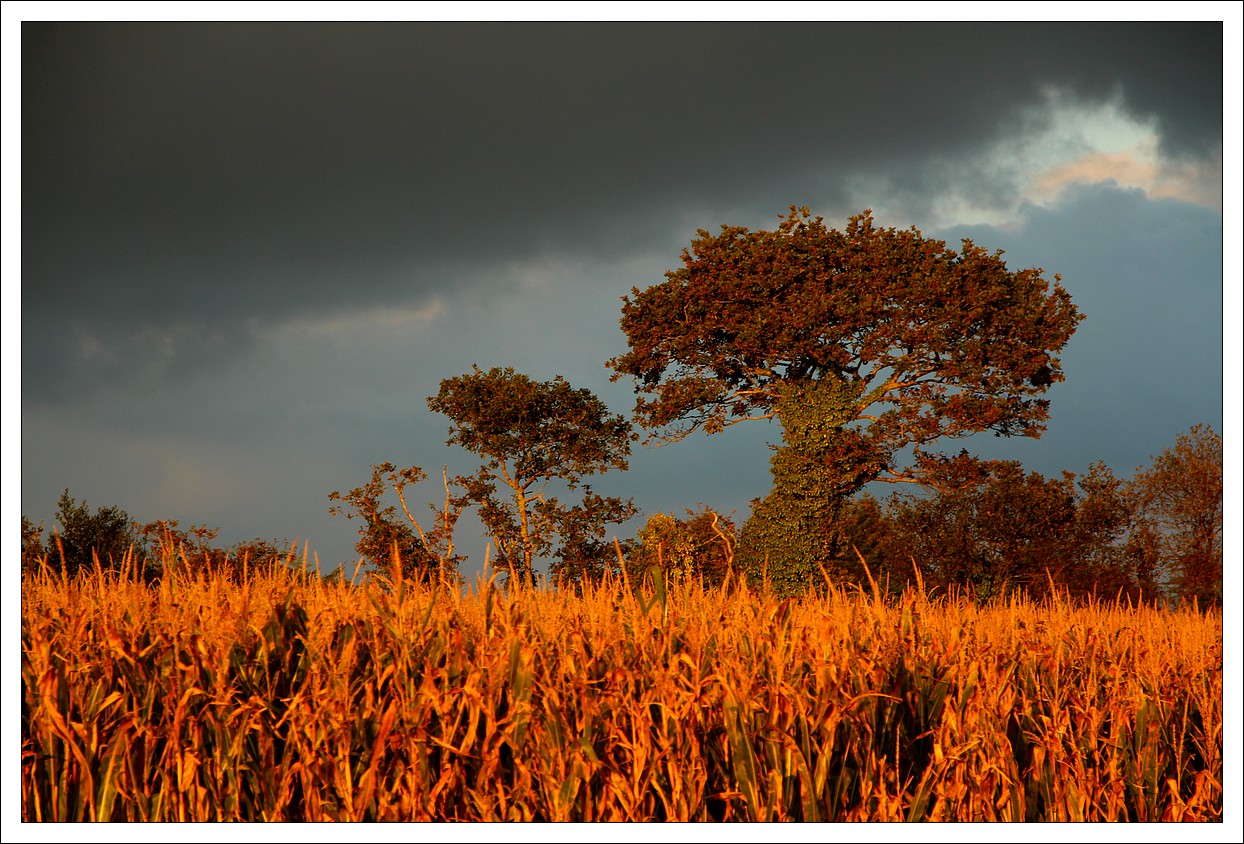 Couleurs sous le soleil couchant...